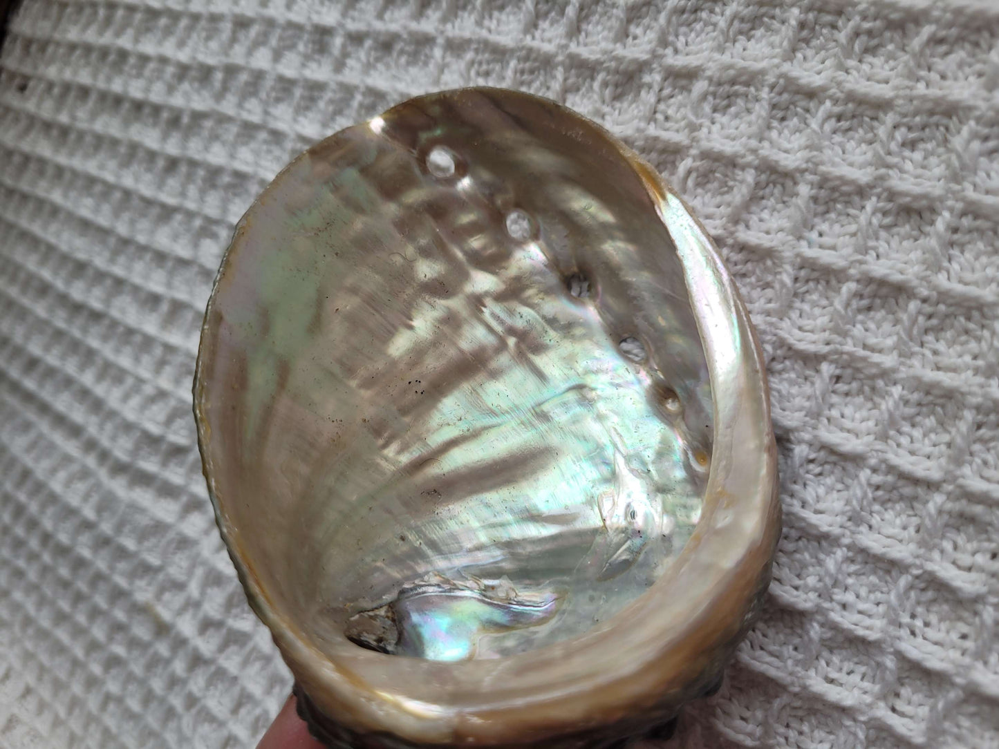 Smudging stick with Abalone shell