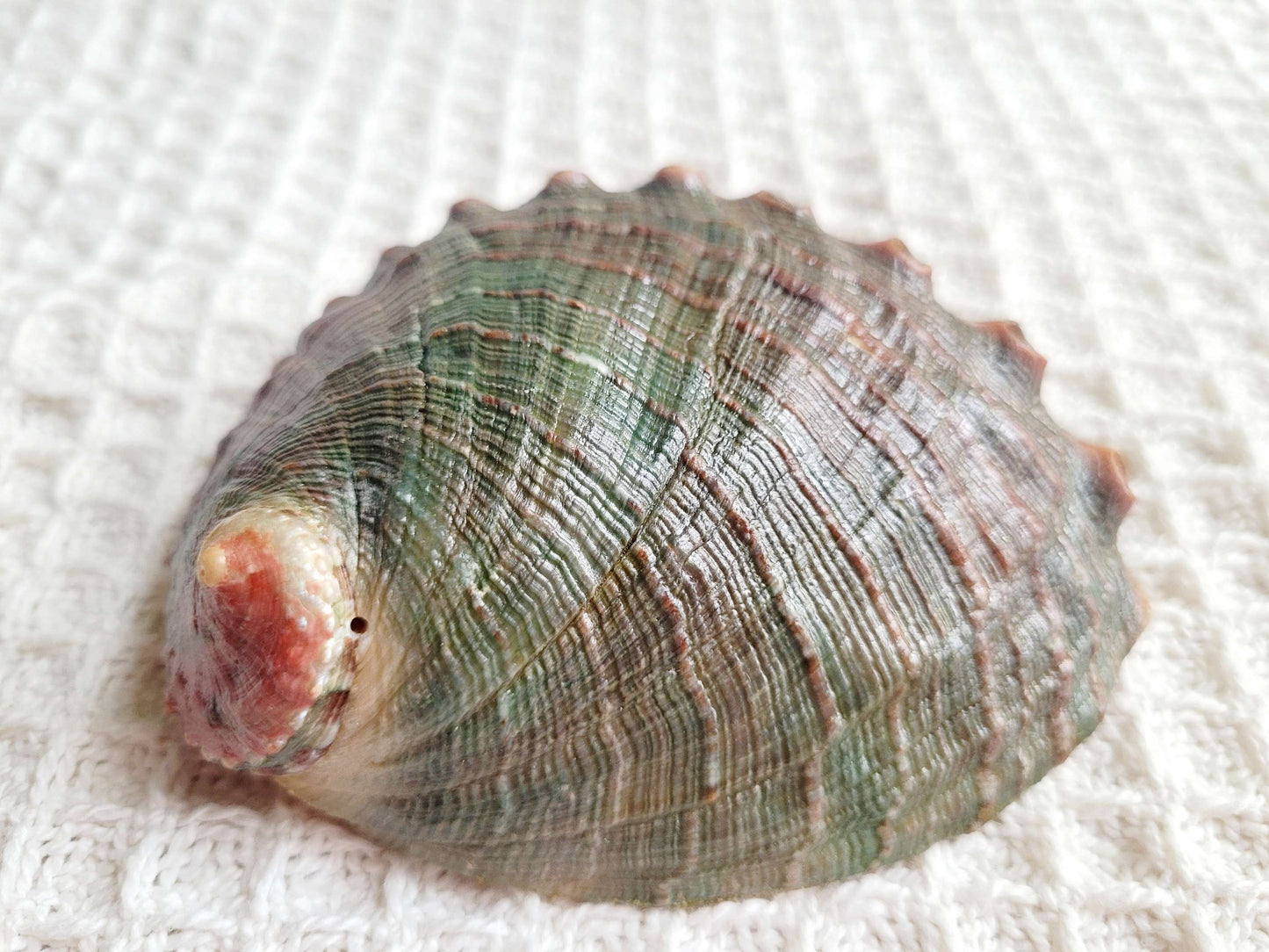Smudging stick with Abalone shell